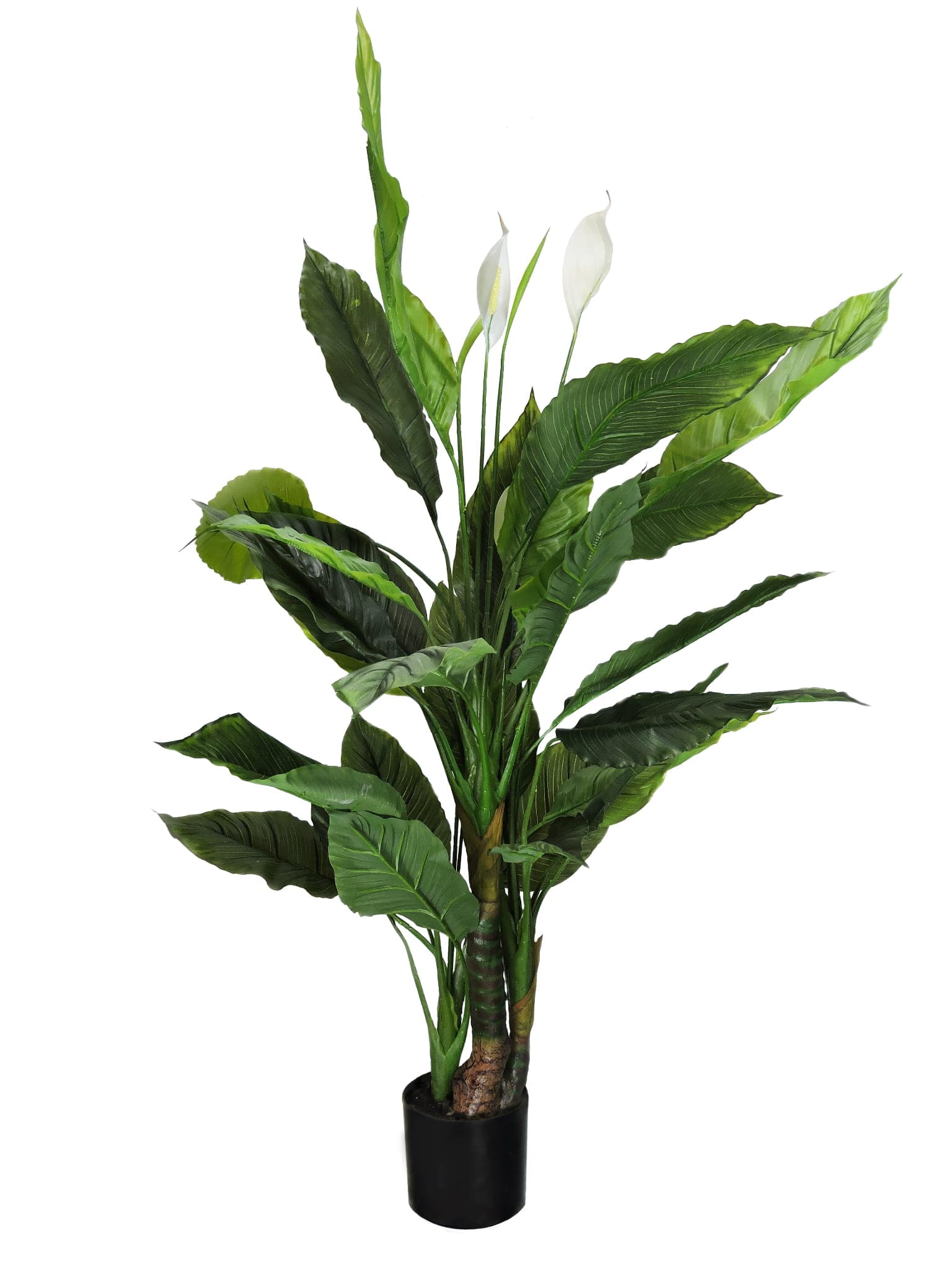 Decorative plant Spathiphyllum 120 cm