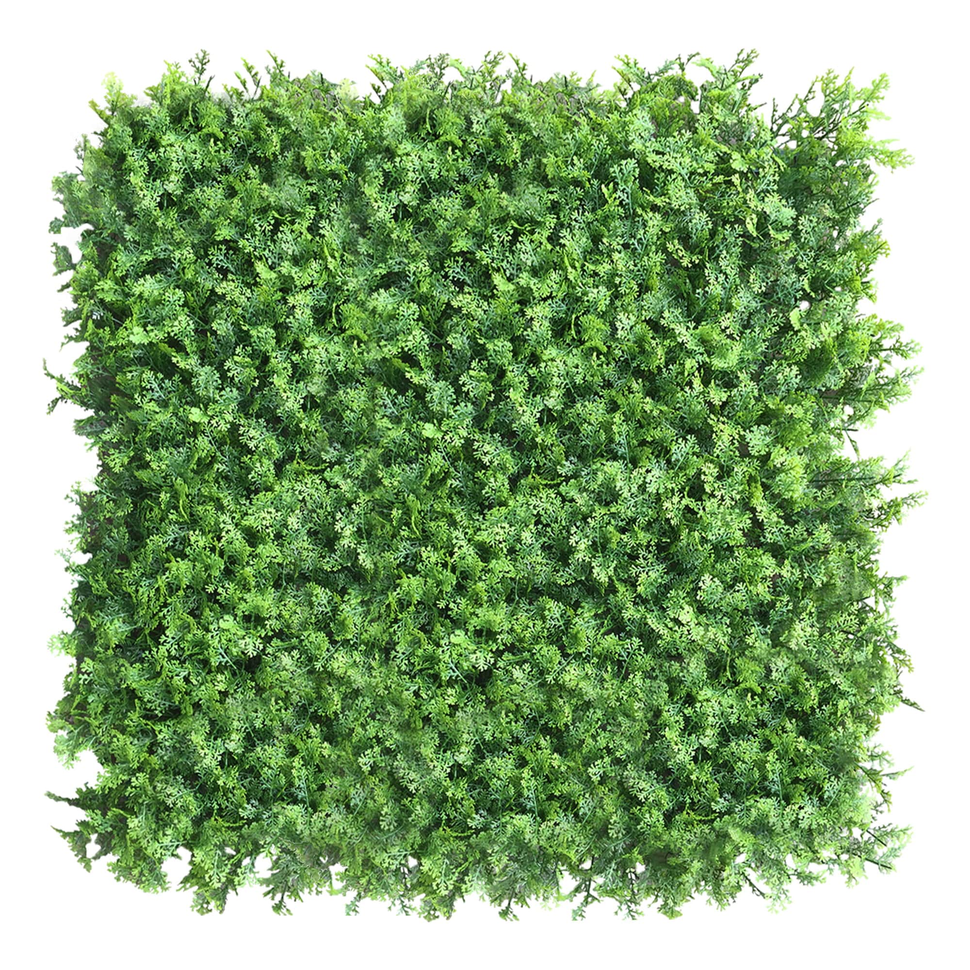 Mur végétal Thuya 50x50cm