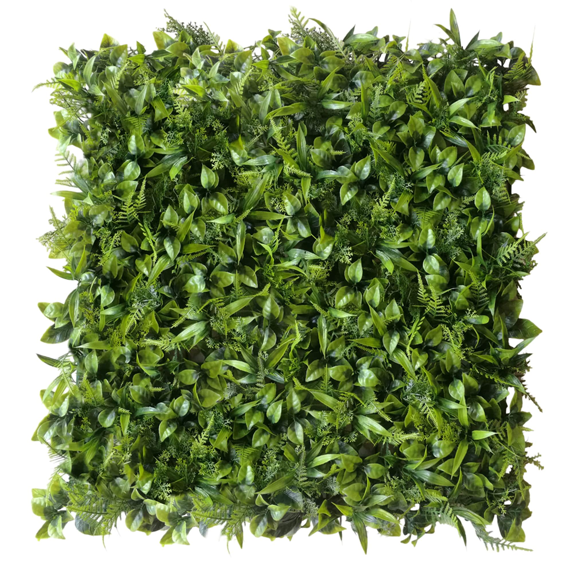 Mur végétal Peperomia 50x50cm