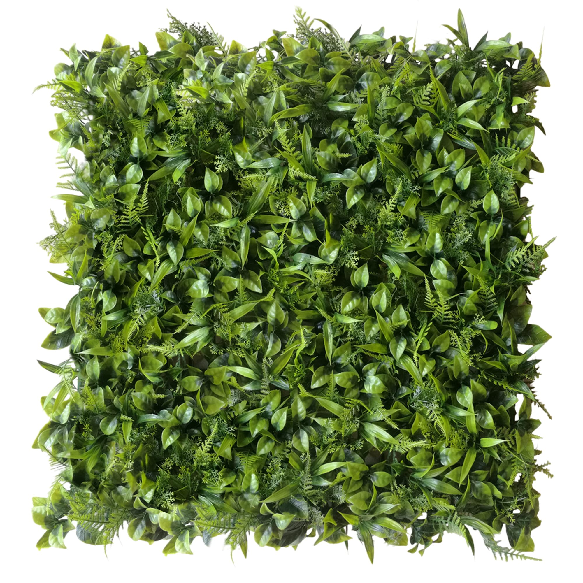 Peperomia green wall 50x50cm