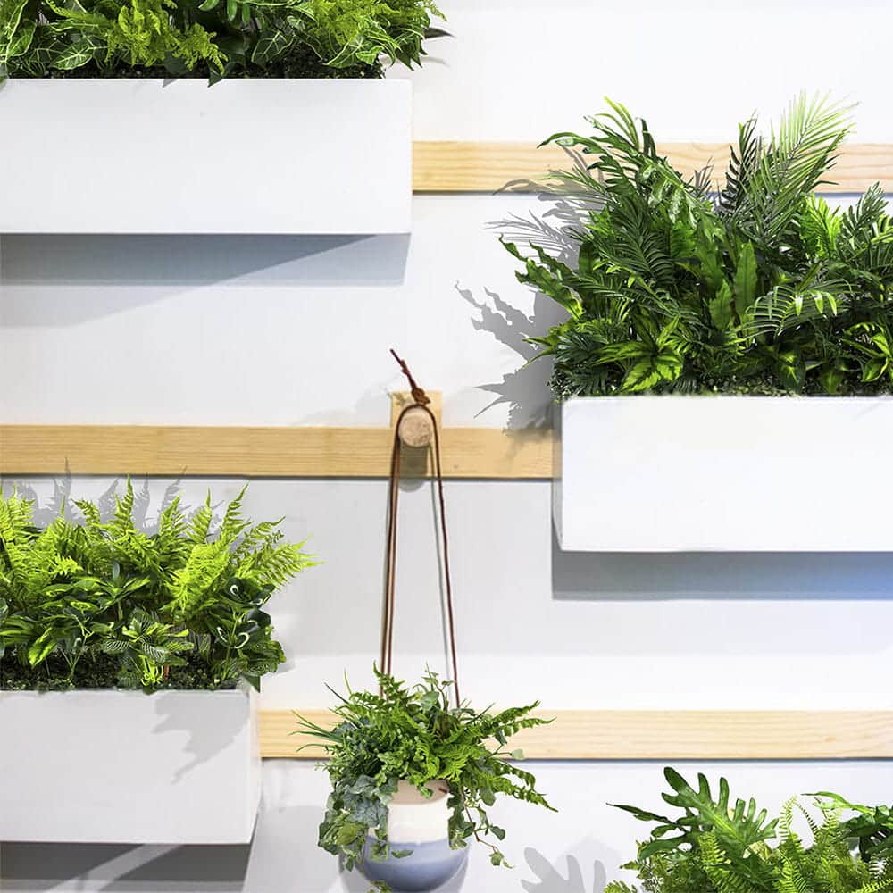 Plantes en pot de mouette