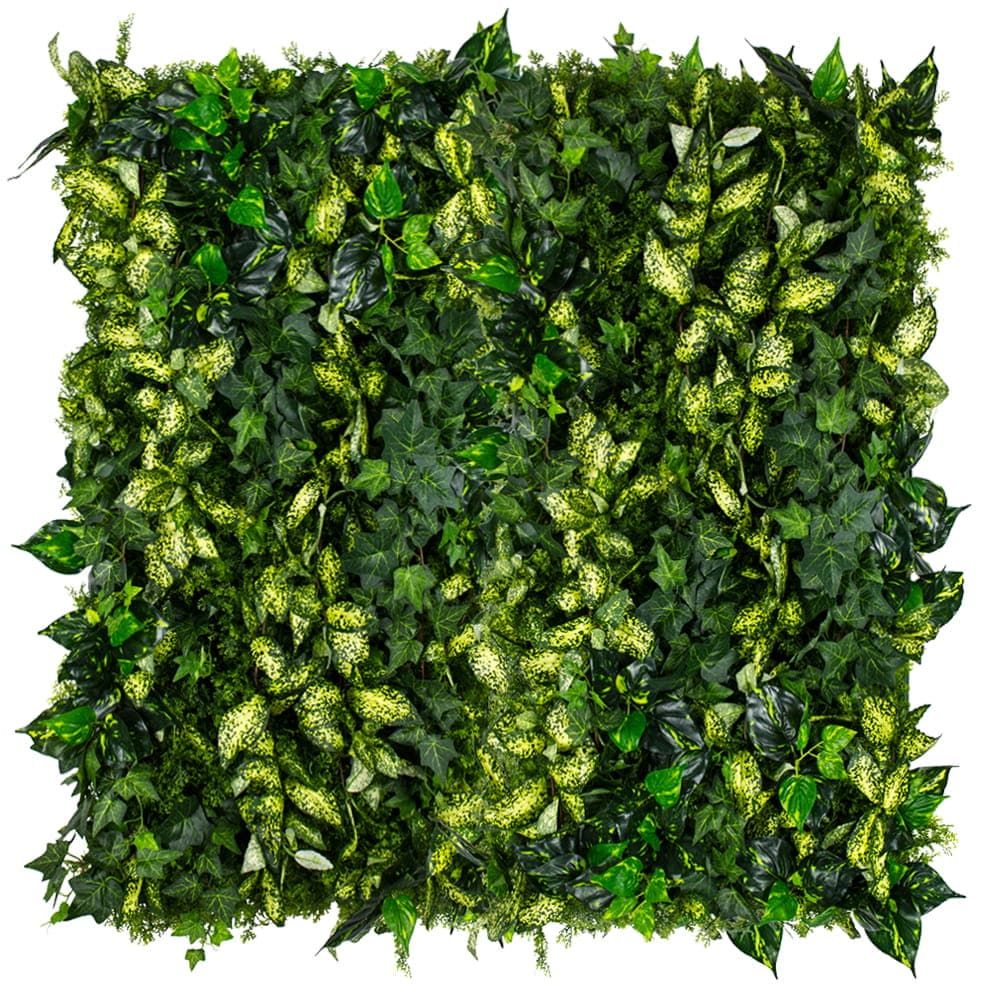 Jardin vertical de lierre cultivé
