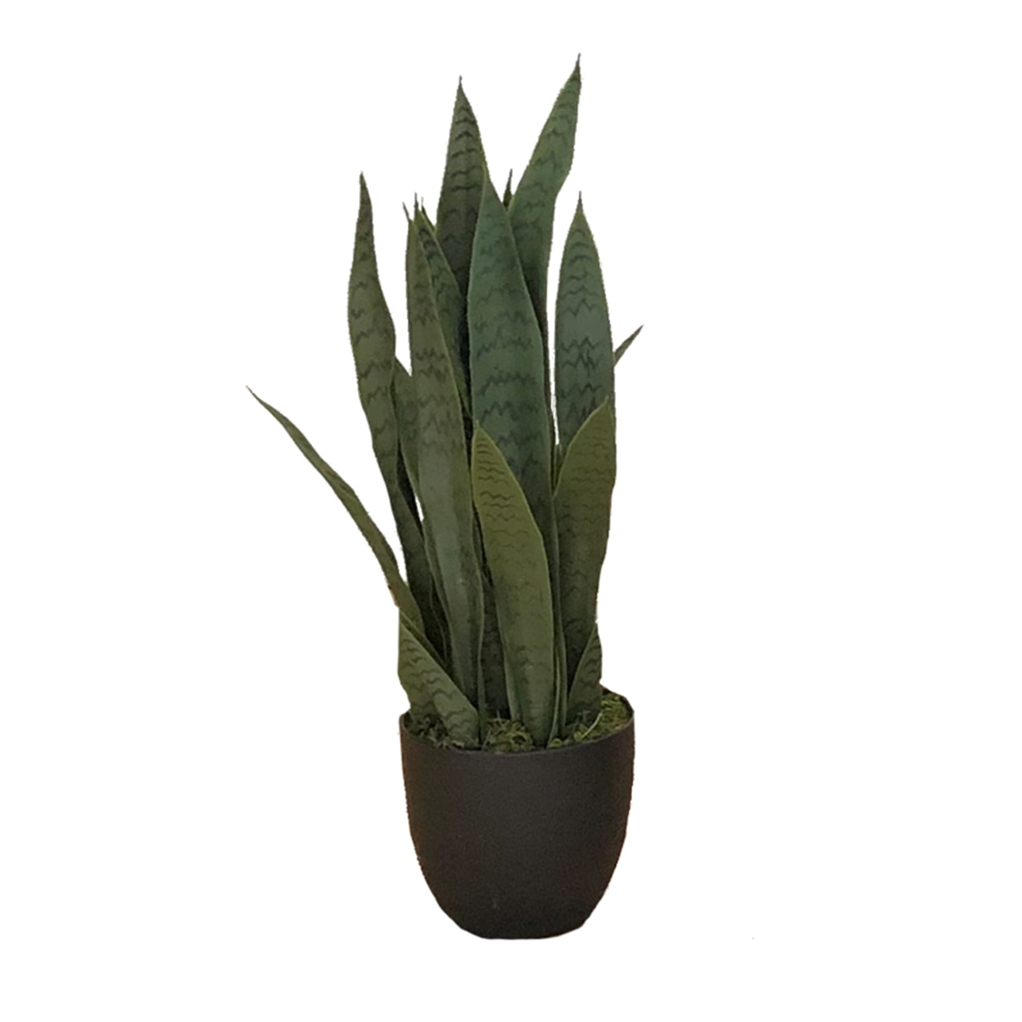 Artificial plant Sansevieria Zelenica 65cm