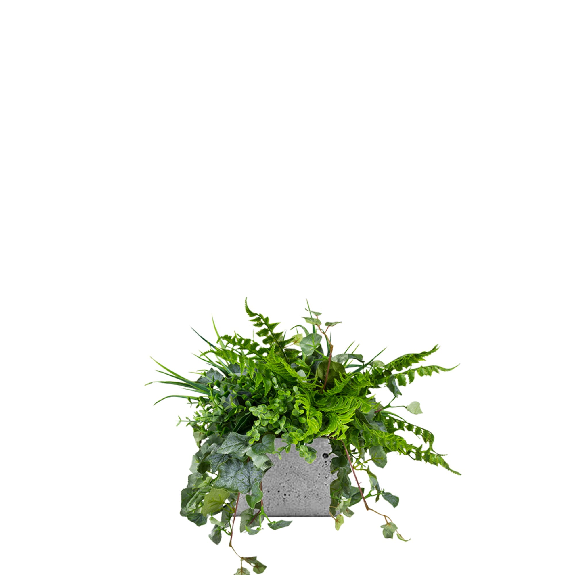 Plantes en pot de mouette – Green Designers