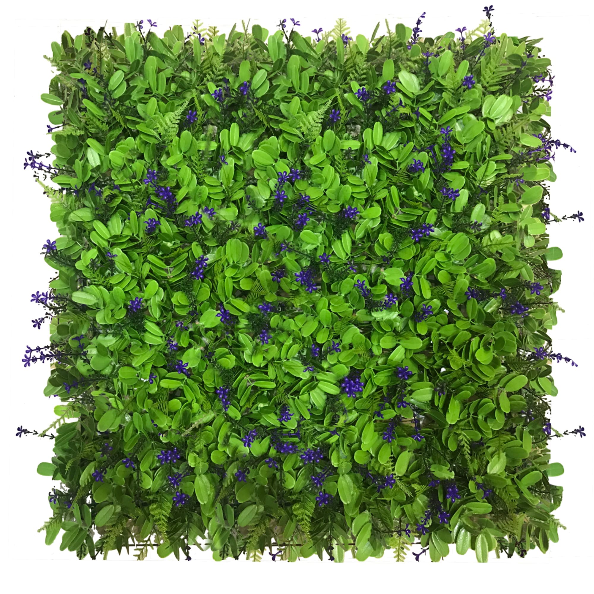 Mur végétal Myosotis 50x50cm – Green Designers