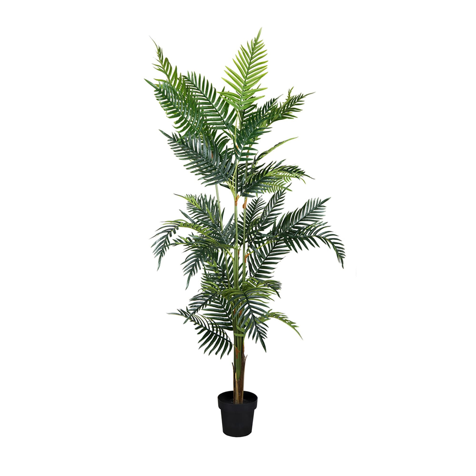 Decorative plant Palm Lutescens 180 cm