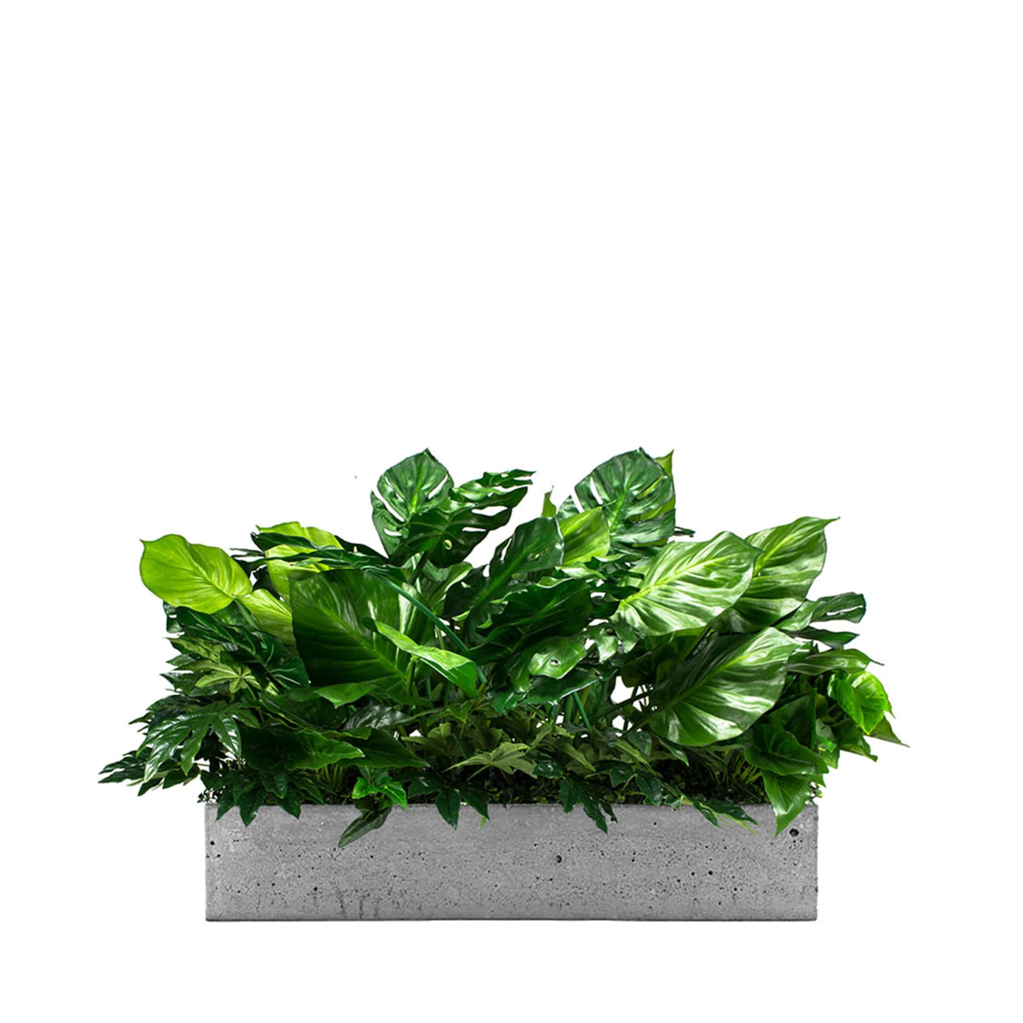 Plant insert for the Las Palmas flowerpot