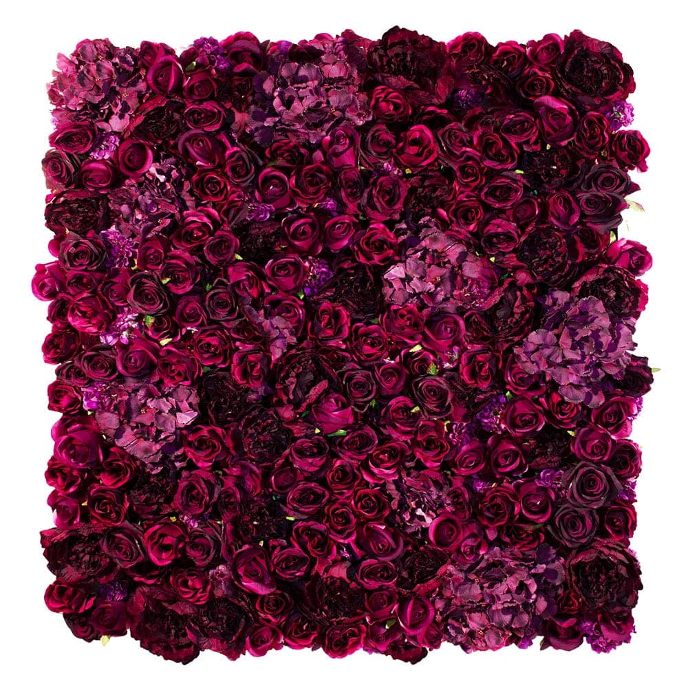 Mur de roses American Dream