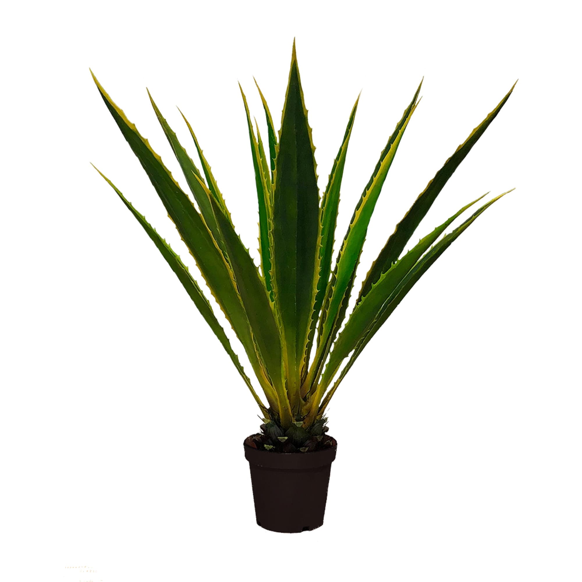 Decorative plant Agave Americana 120 cm