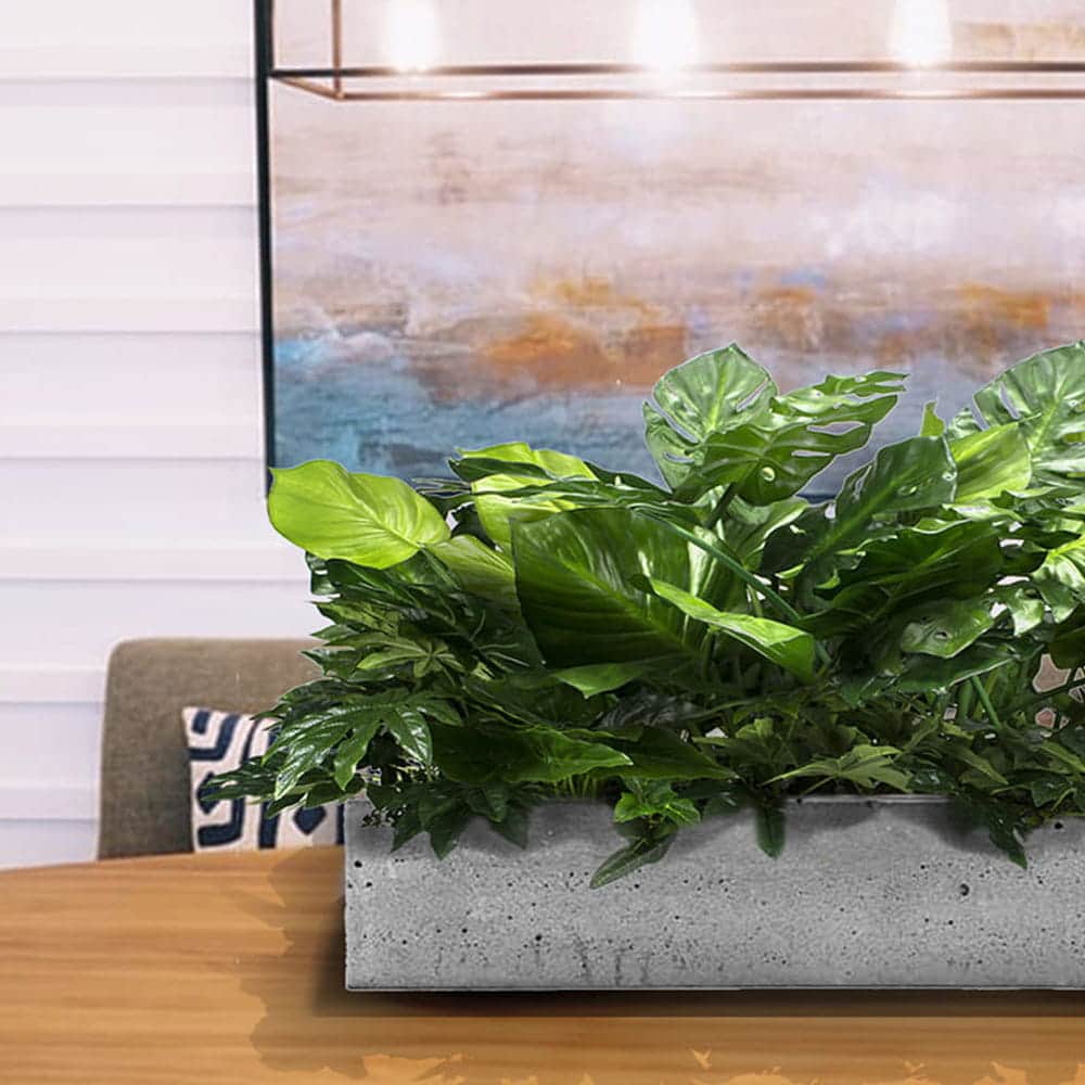 Insert végétal pour le pot de fleurs Las Palmas