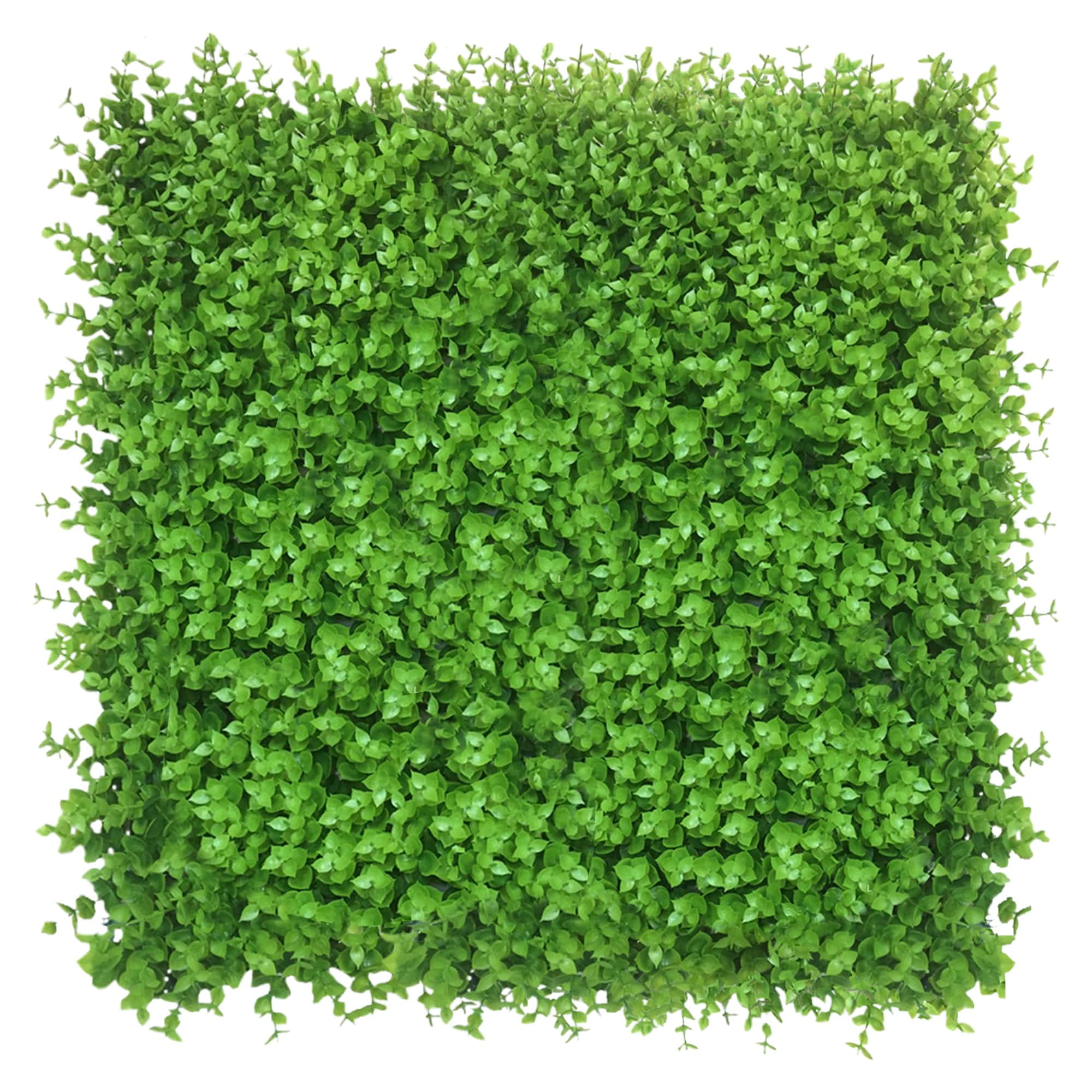 Parete verde Wielomlecz 50x50cm