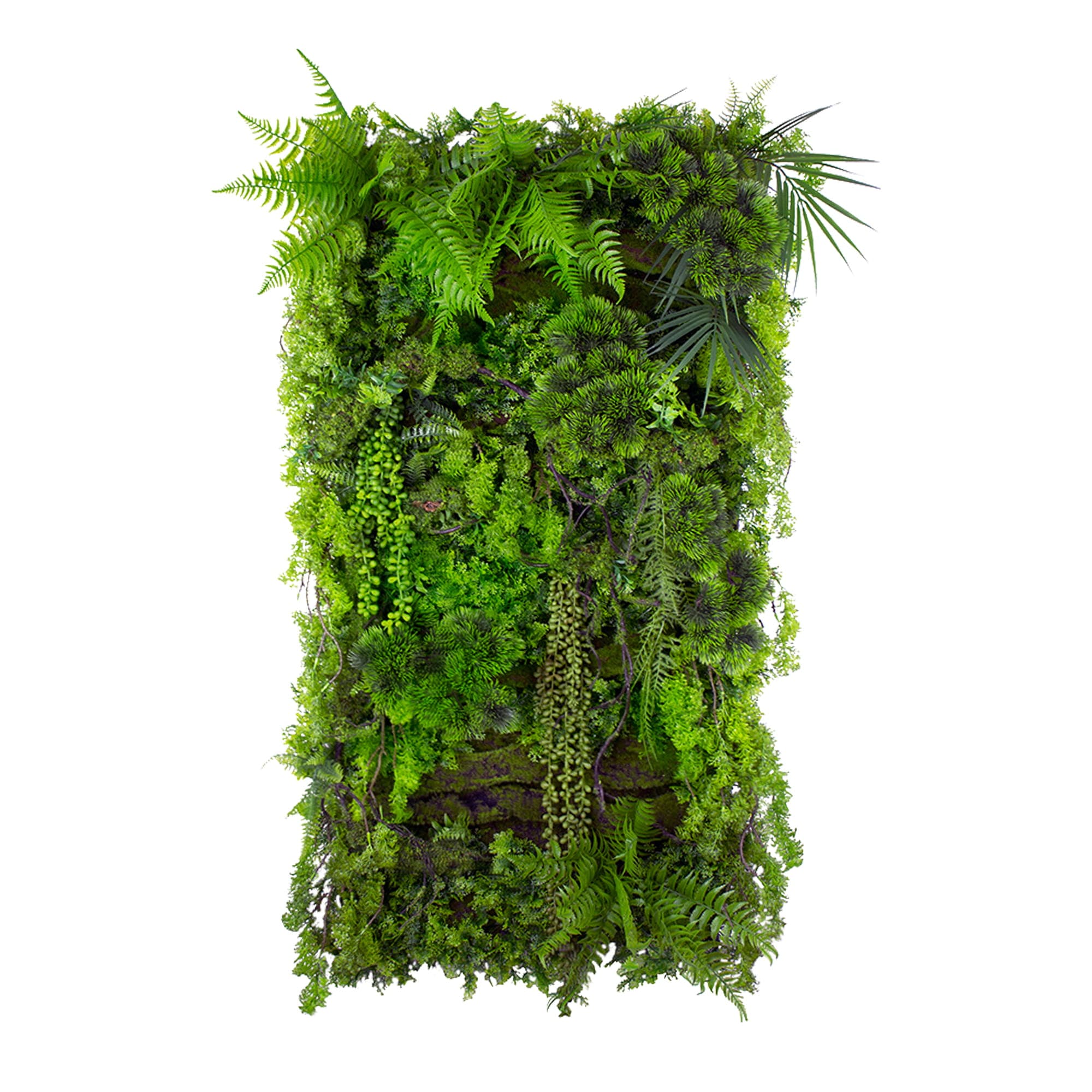 Vertical Mountain Pine Garden