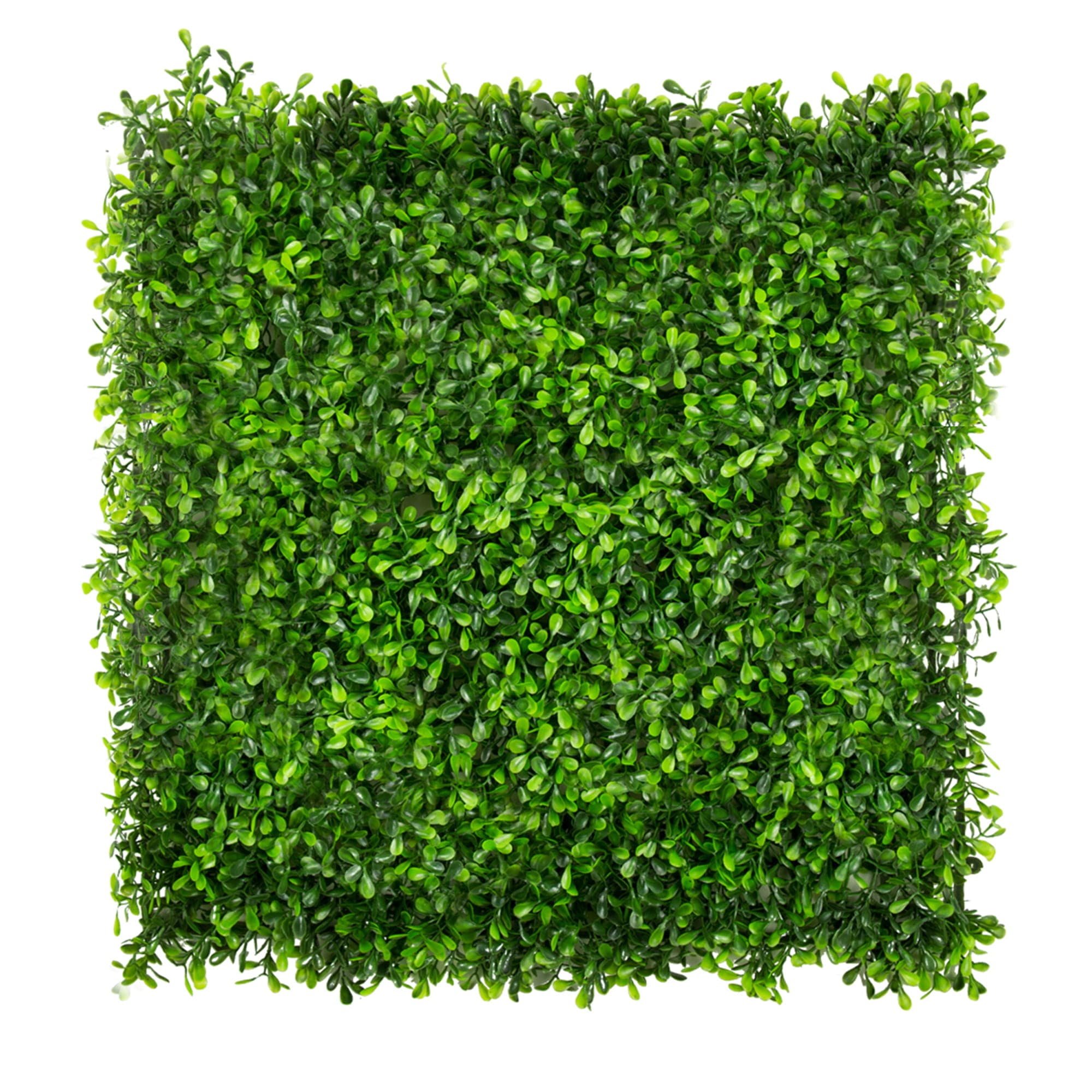 St. John's Wort Green Plant Wall 50x50cm