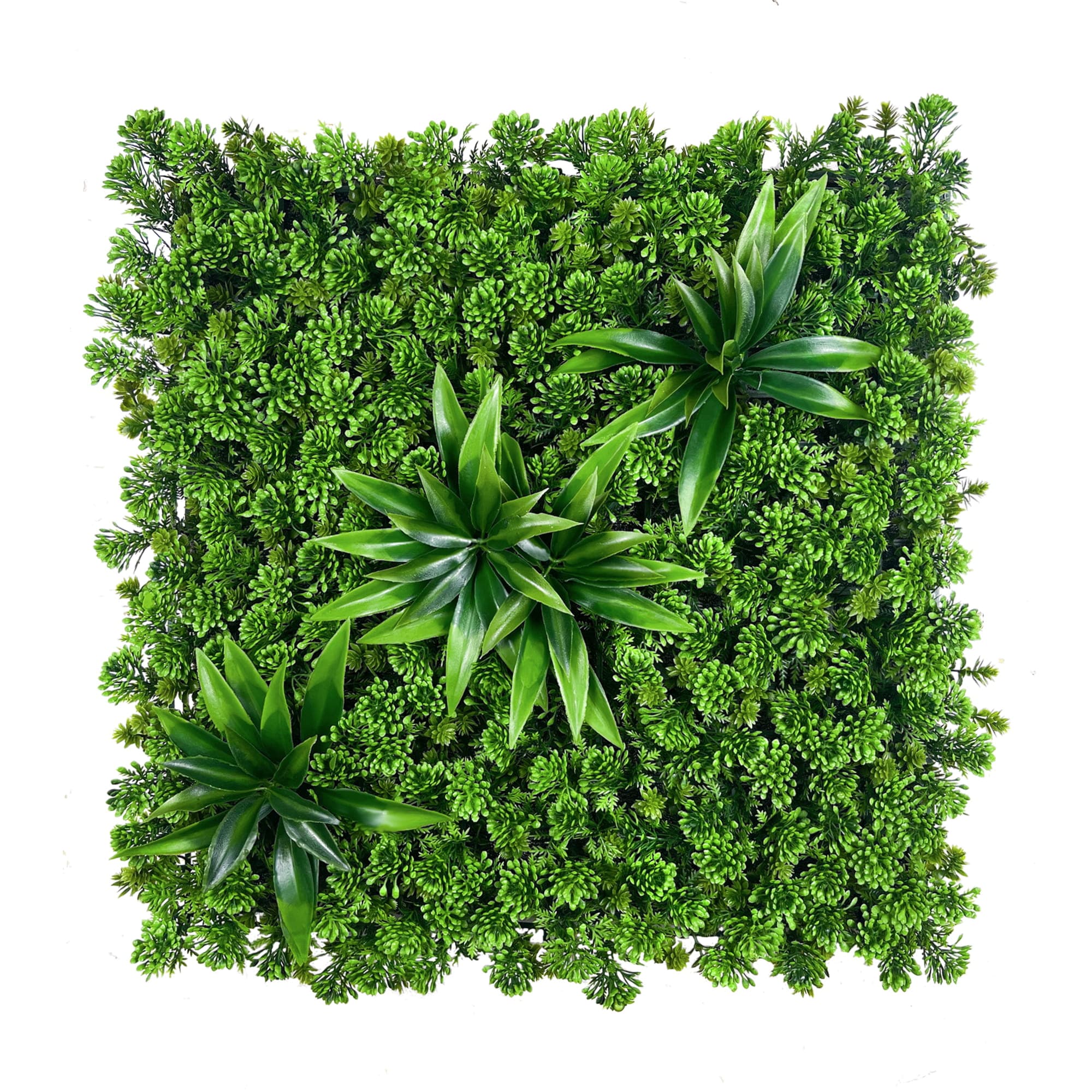 Succulent plant wall 50x50cm