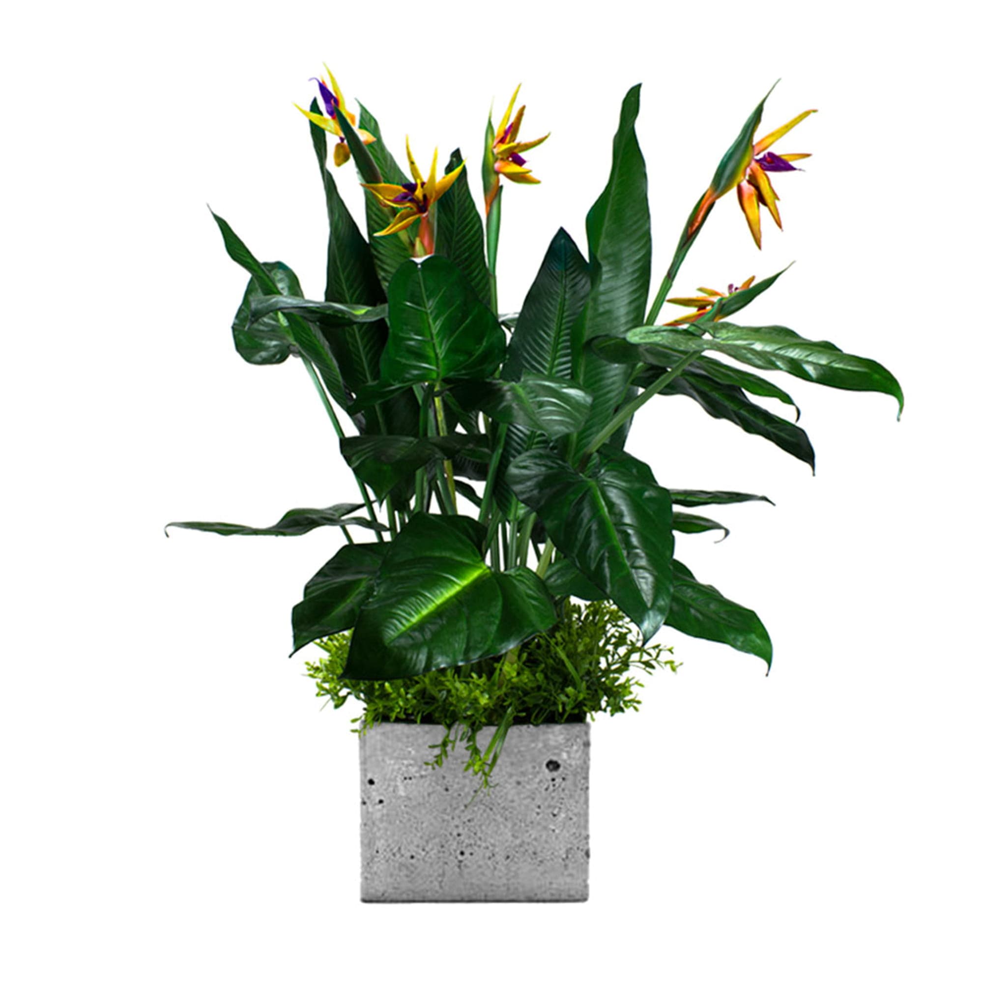 Remplissage végétal pour le pot Paradise Bird – Green Designers