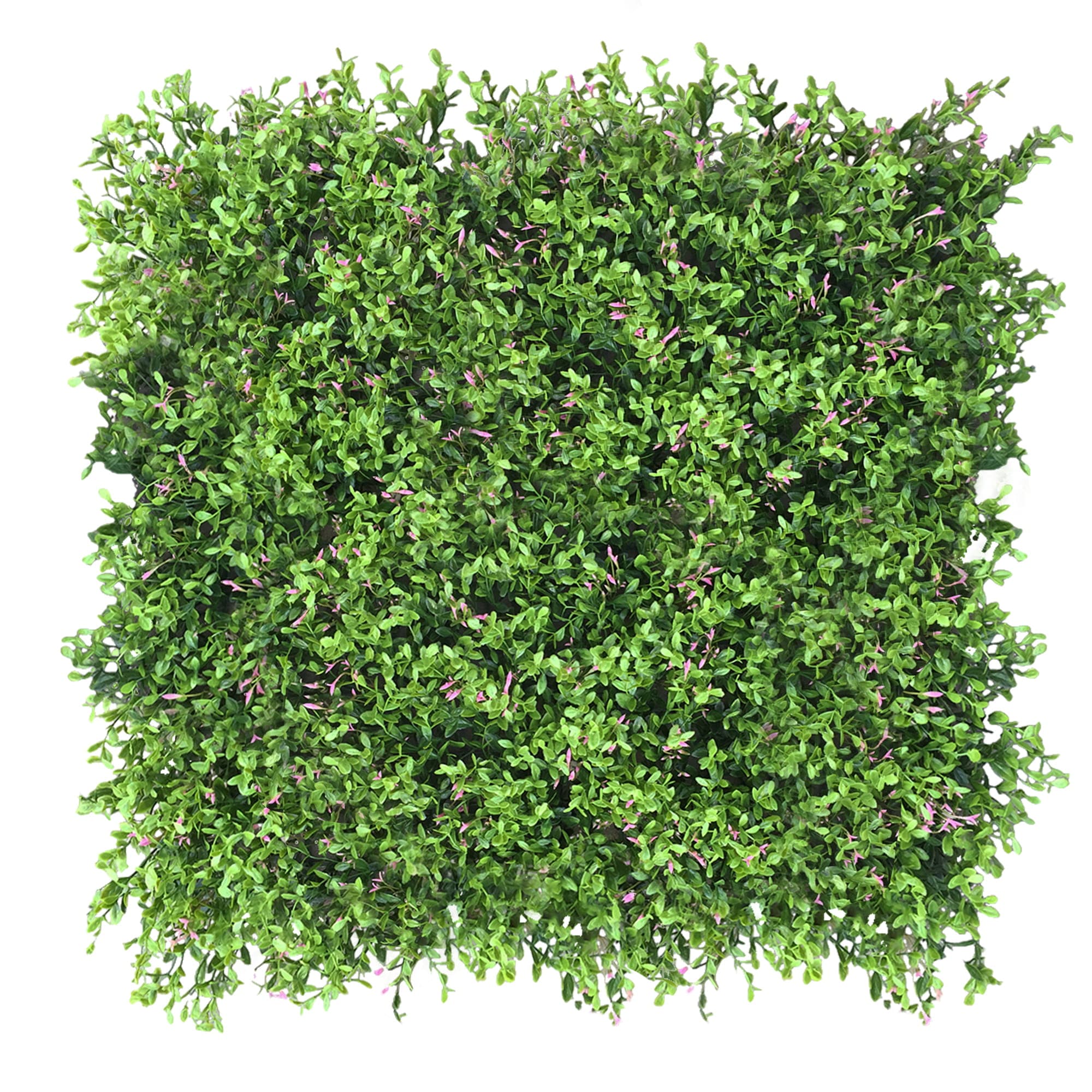 Fumaria green wall 50x50cm
