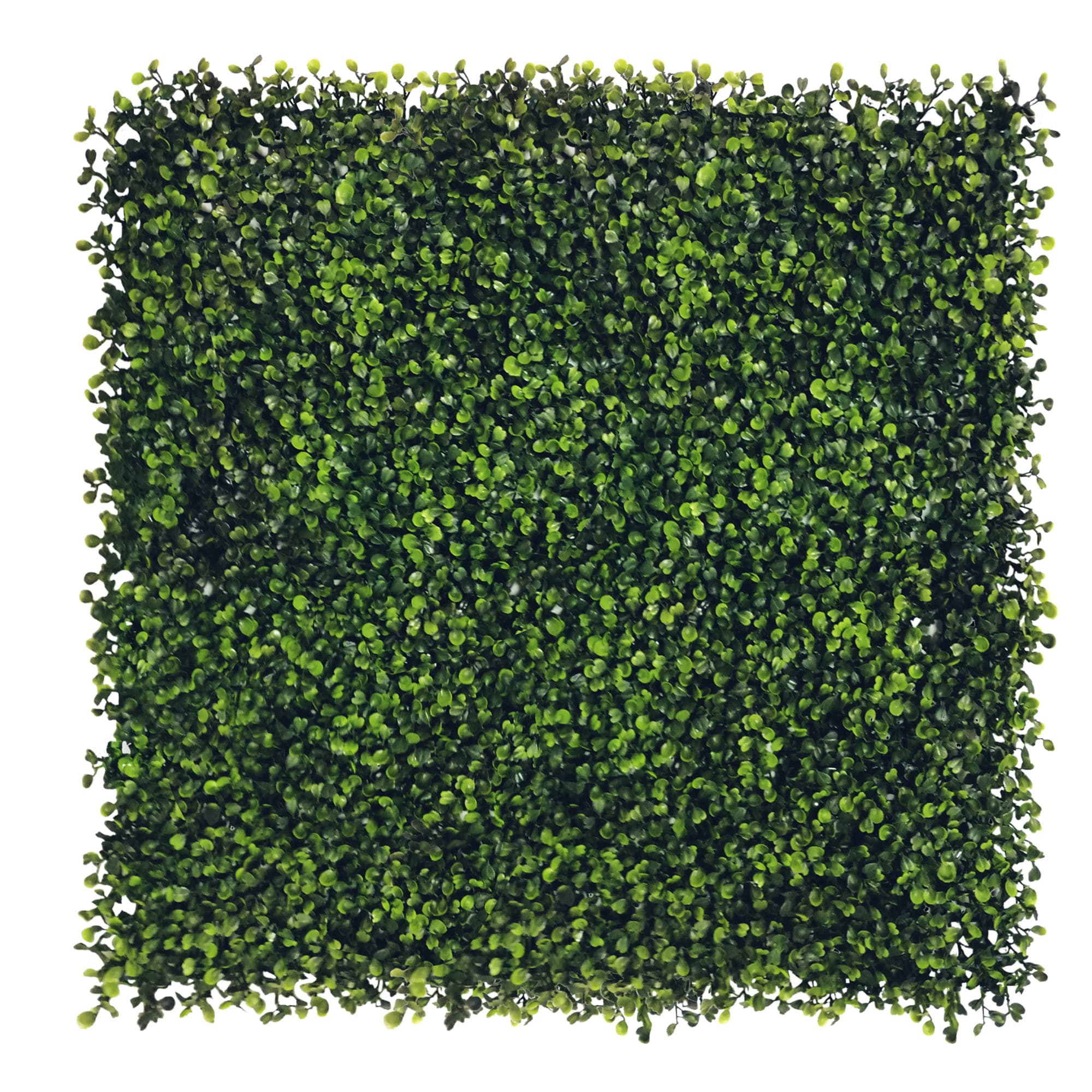 Green wall Boxwood 50x50cm