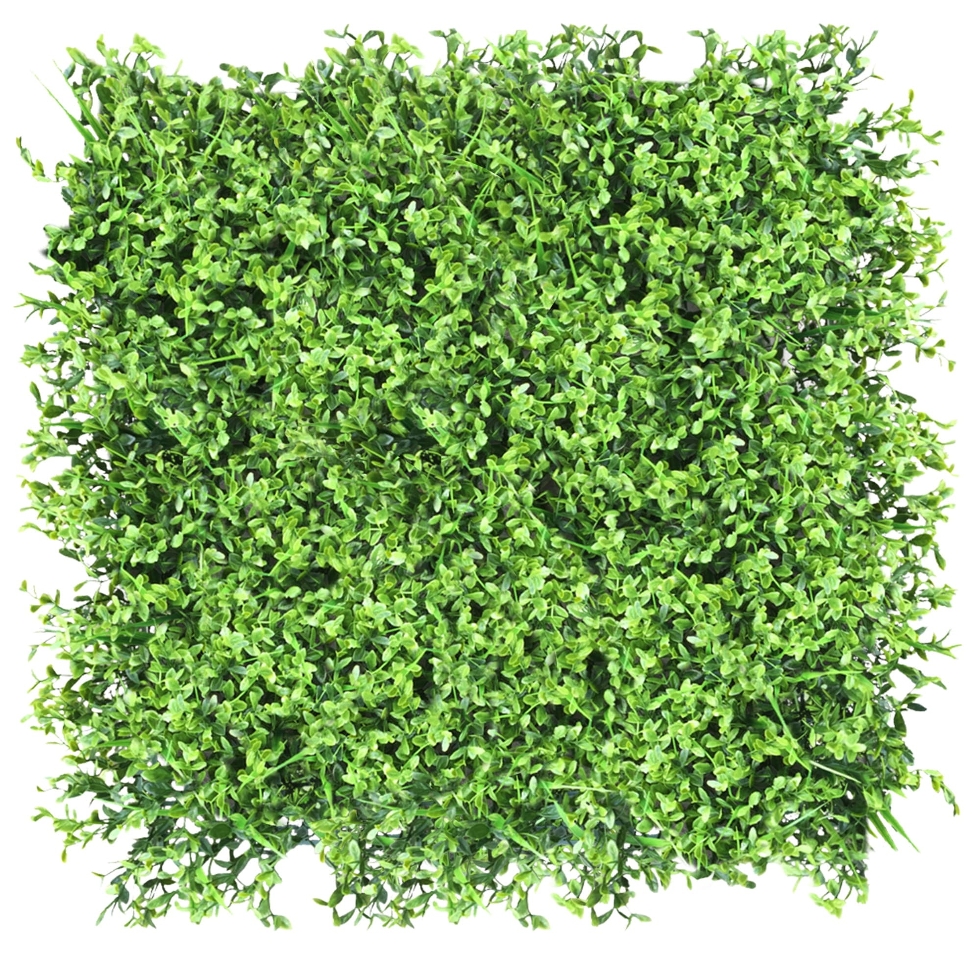 Green wall Mistletoe 50x50cm