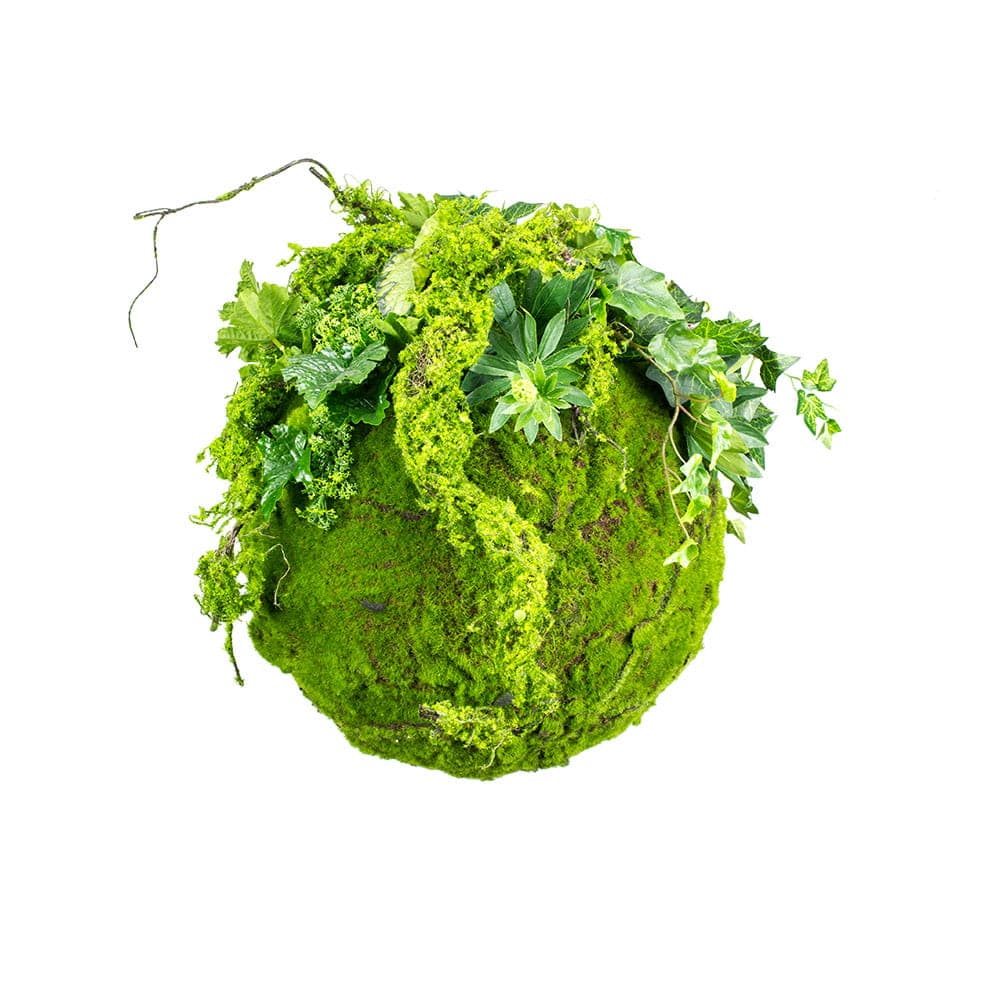 Kokedama hanging moss ball 35 cm