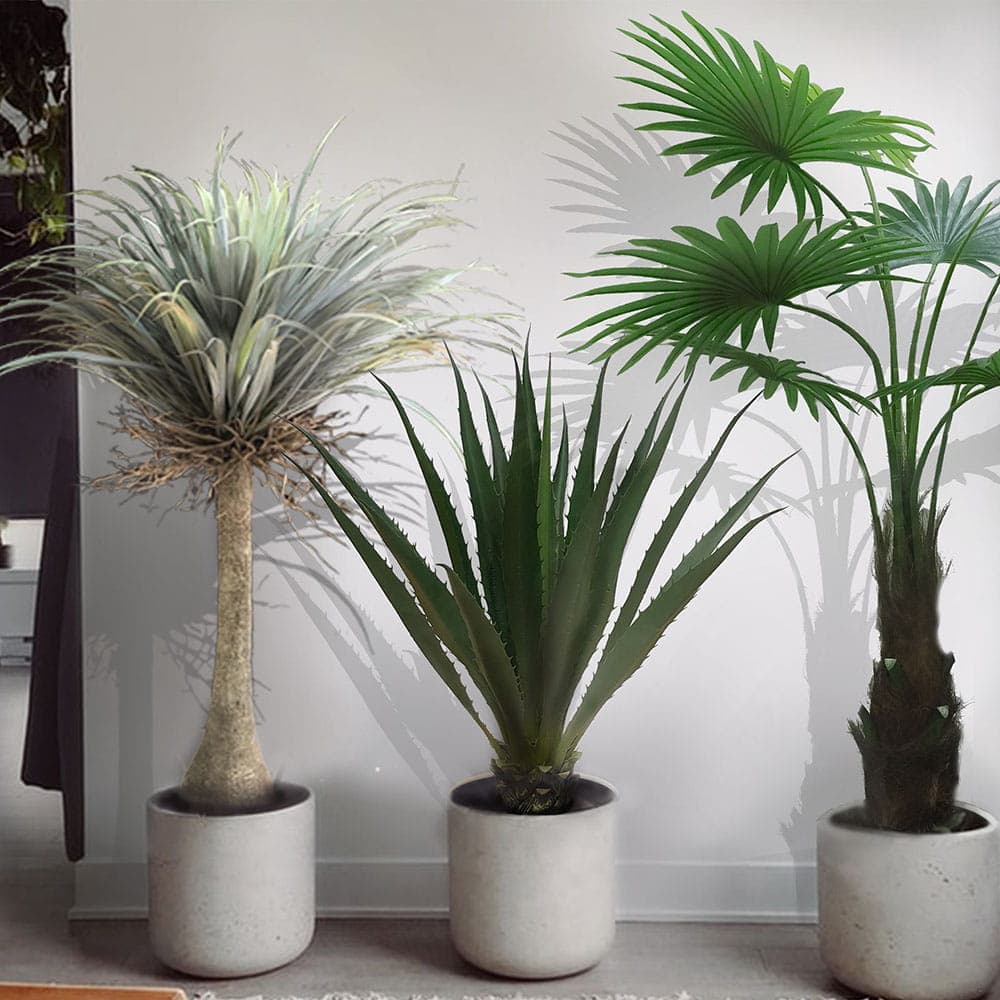 Plante décorative Agave Americana 100 cm