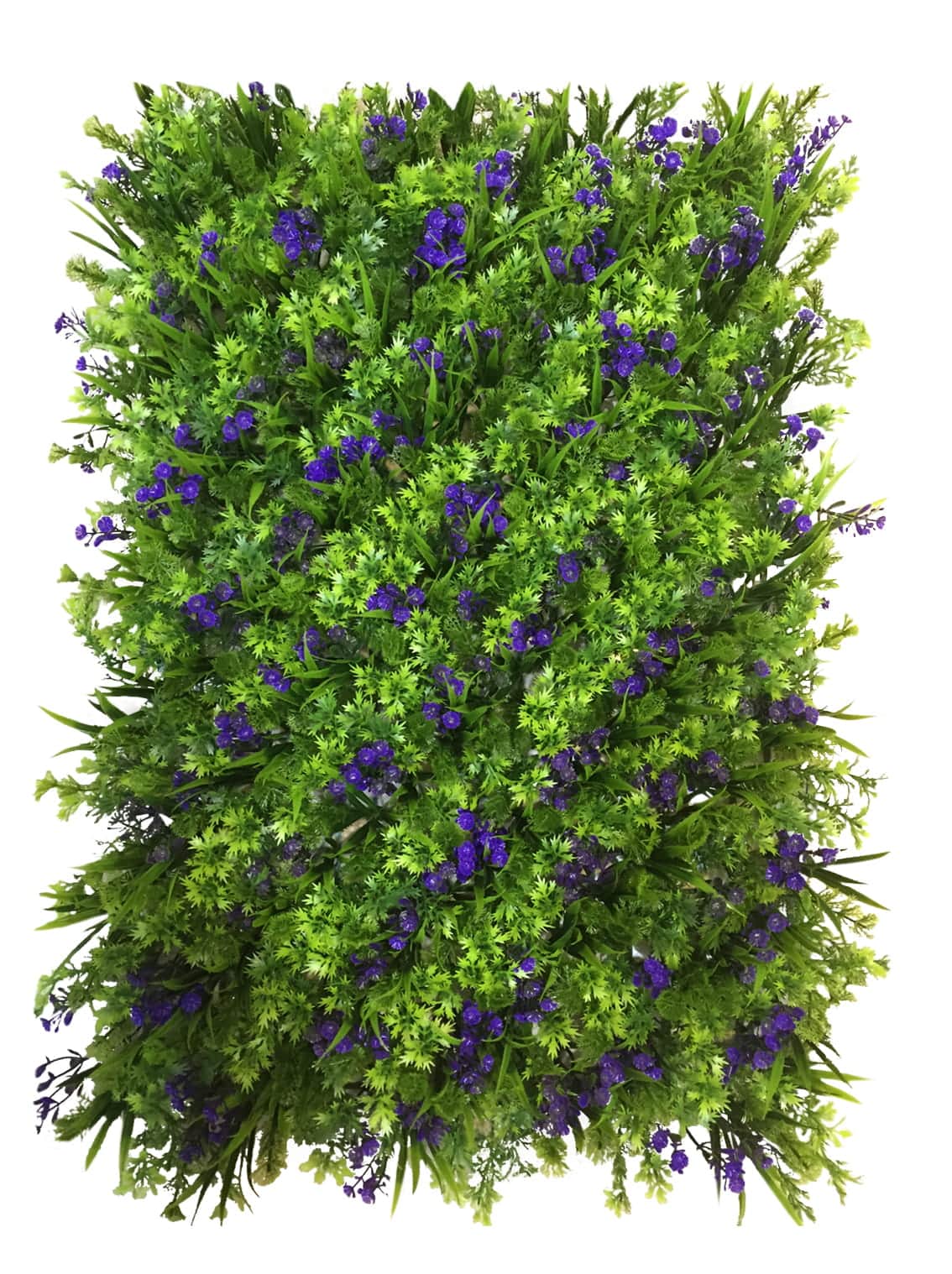 Mur végétal bleuet 40x60cm