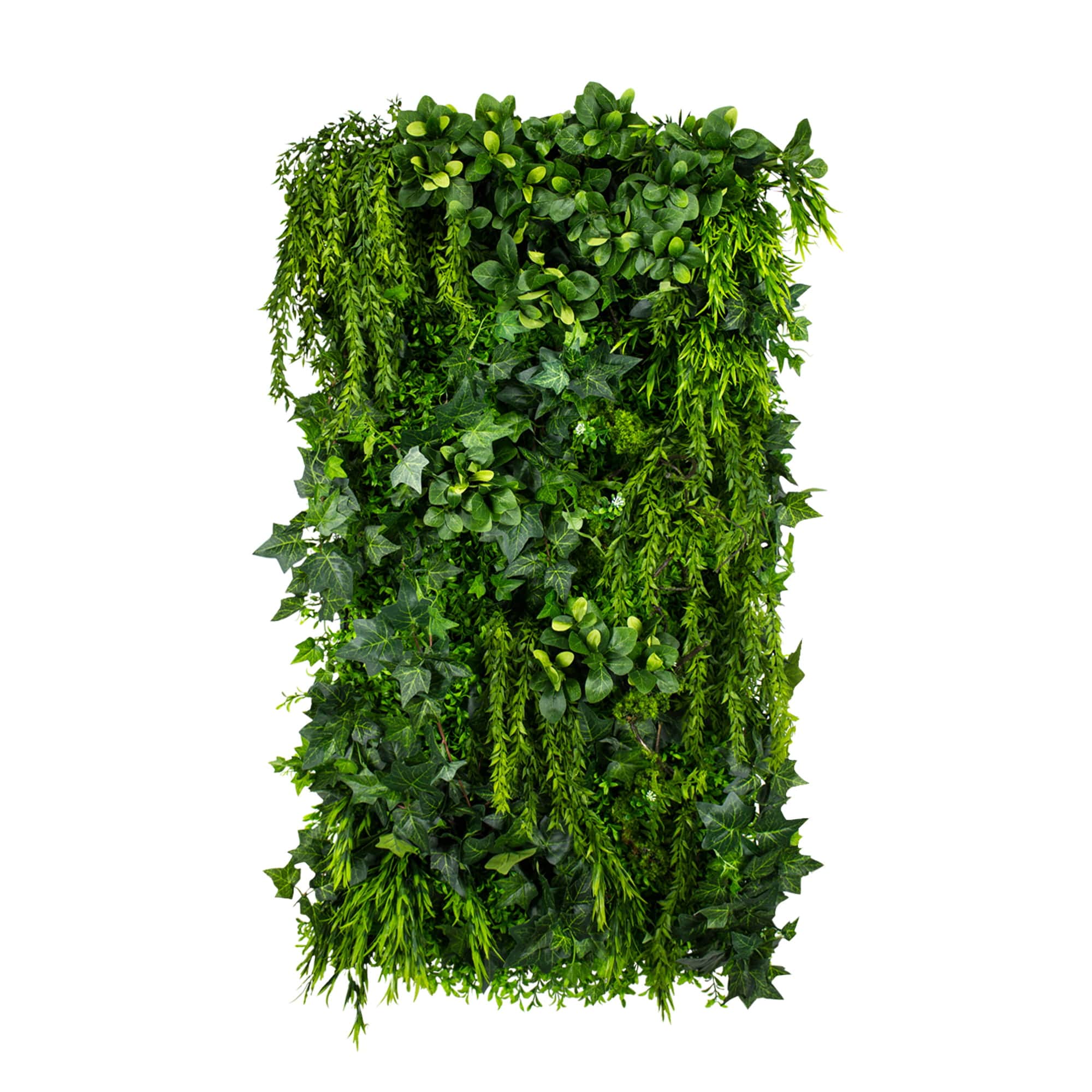 Jardin vertical de lierre vert