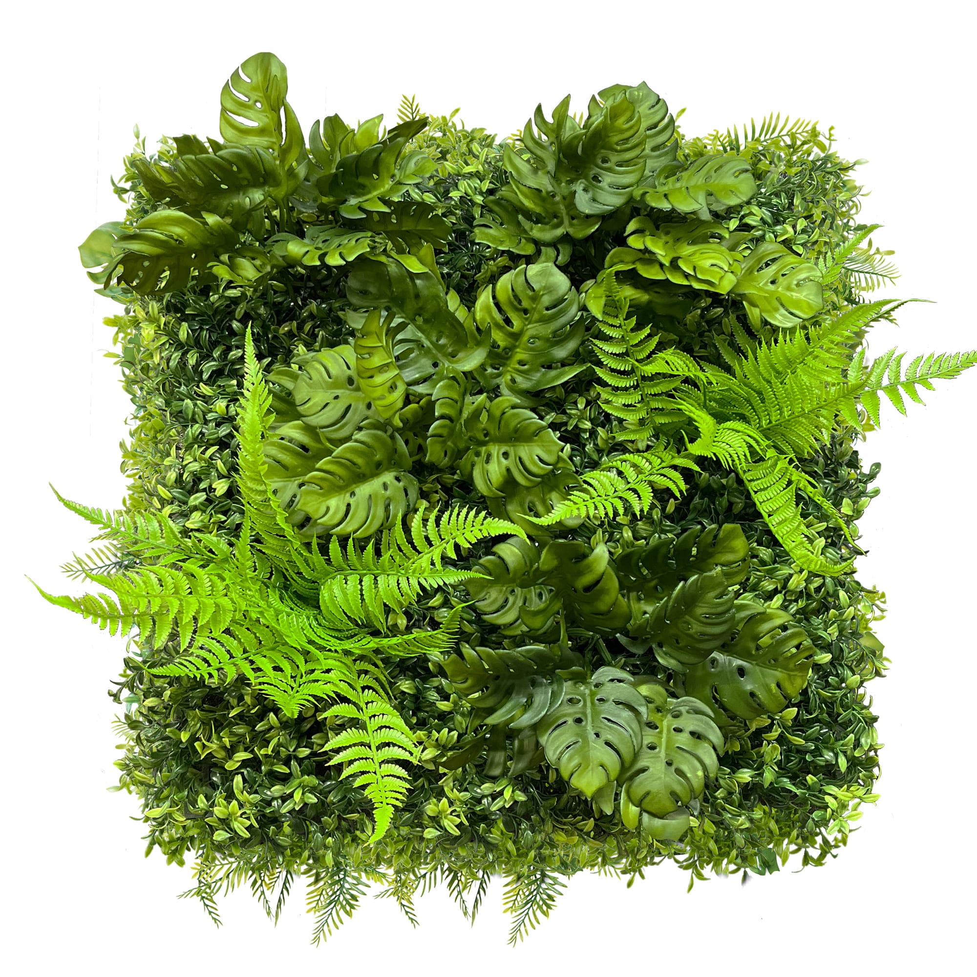 Monstera green wall 50x50cm