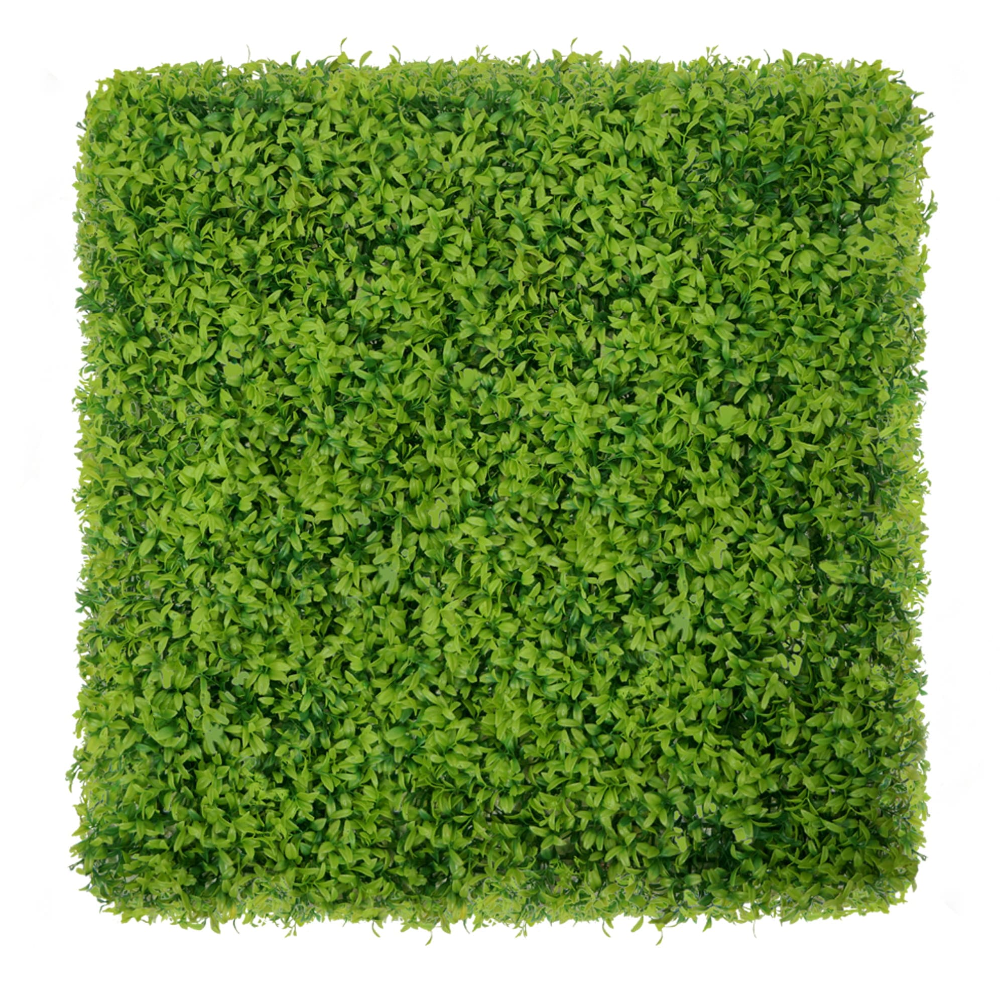 Green wall Boxwood 50x50cm