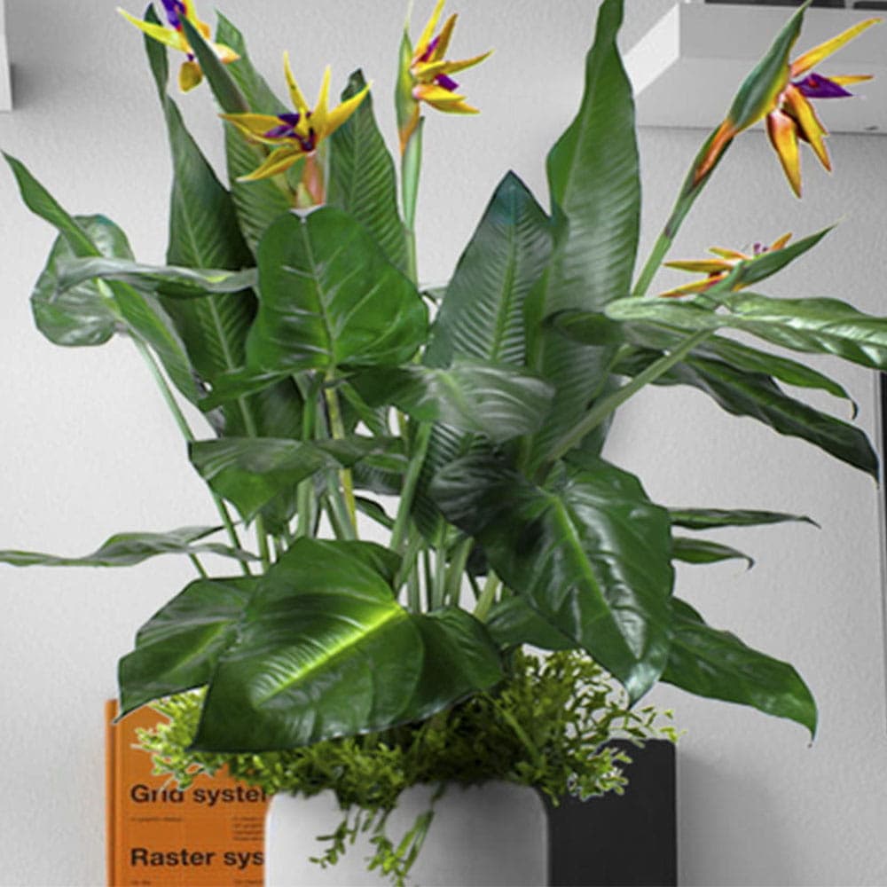 Remplissage végétal pour le pot Paradise Bird