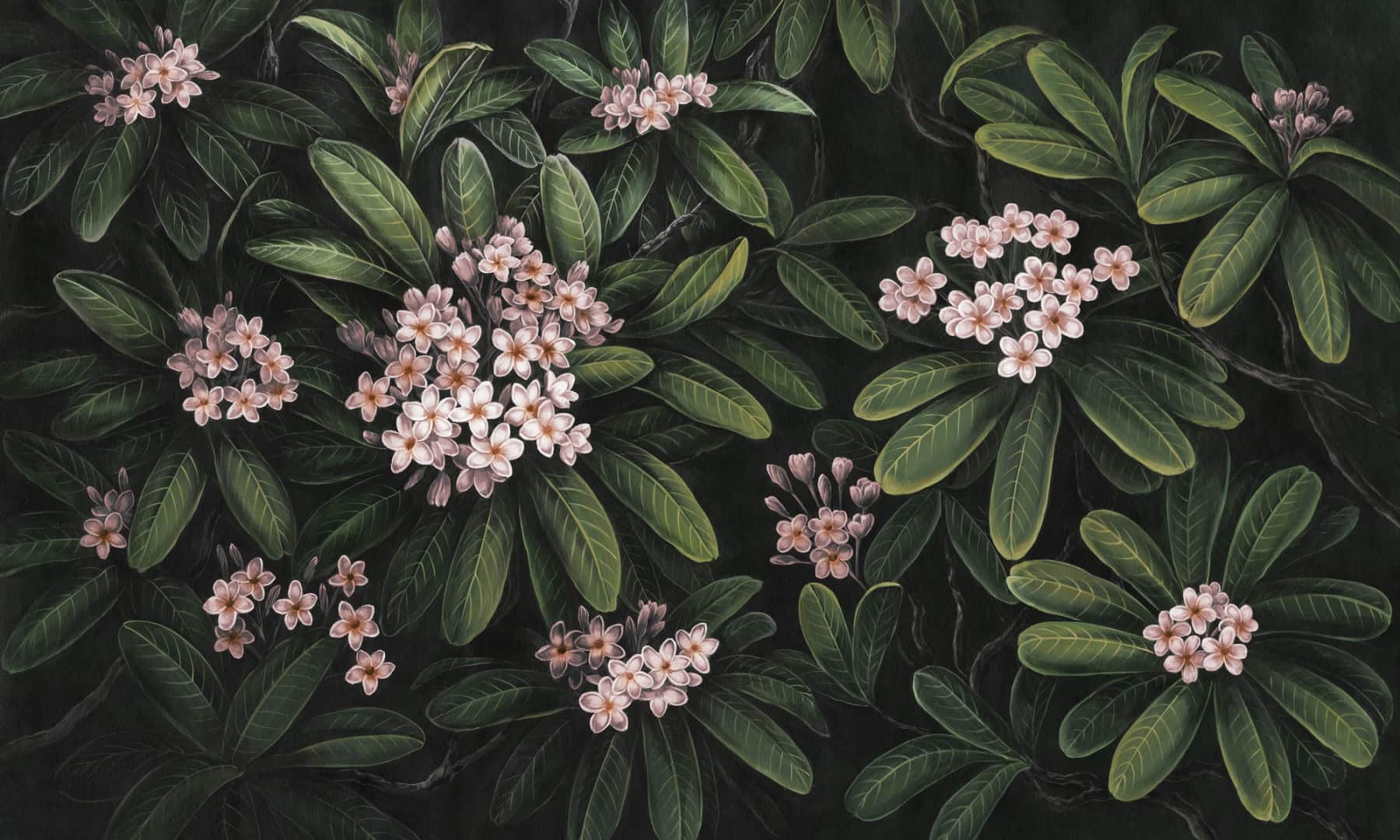 Frangipani wallpaper 2