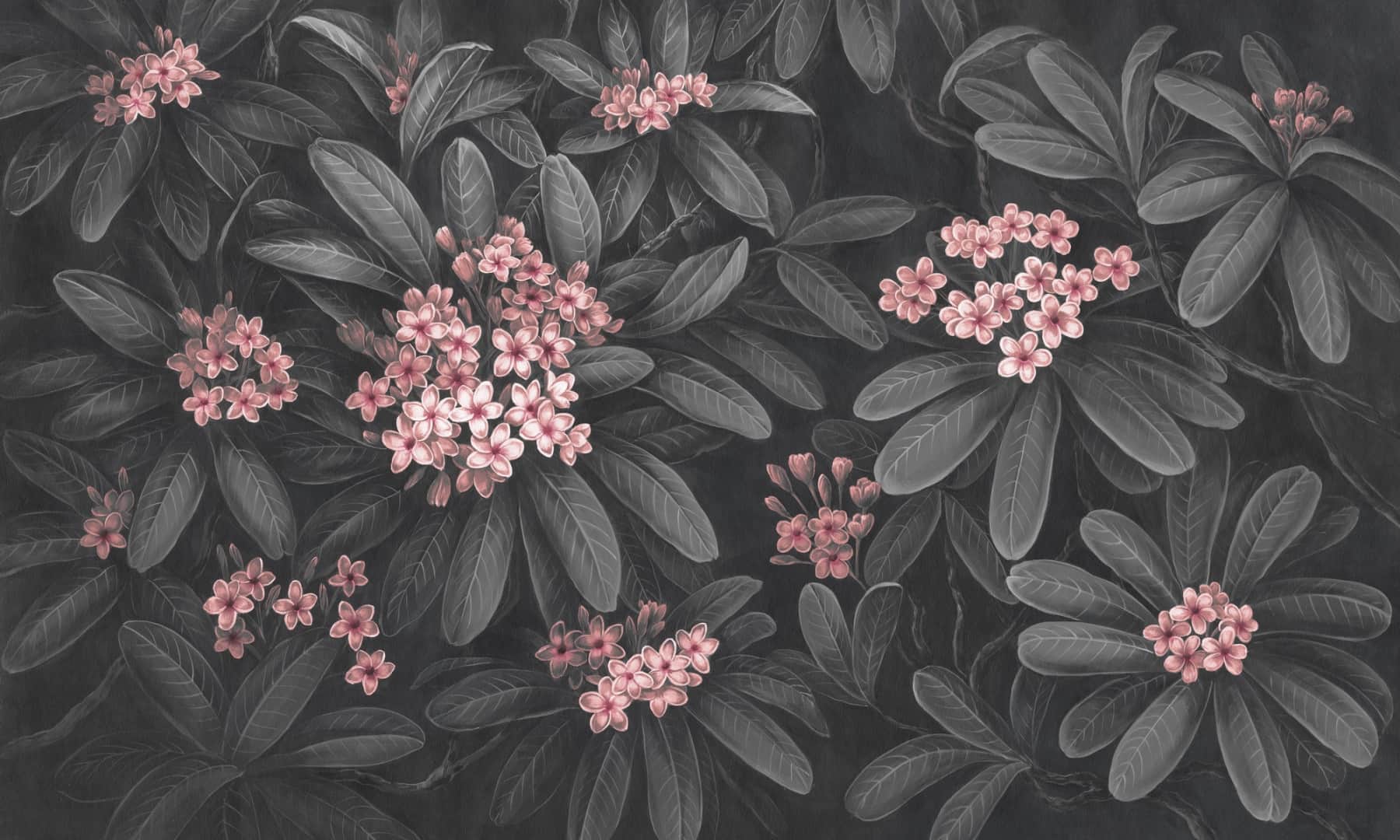 Papier peint Frangipani 2 – Rauv