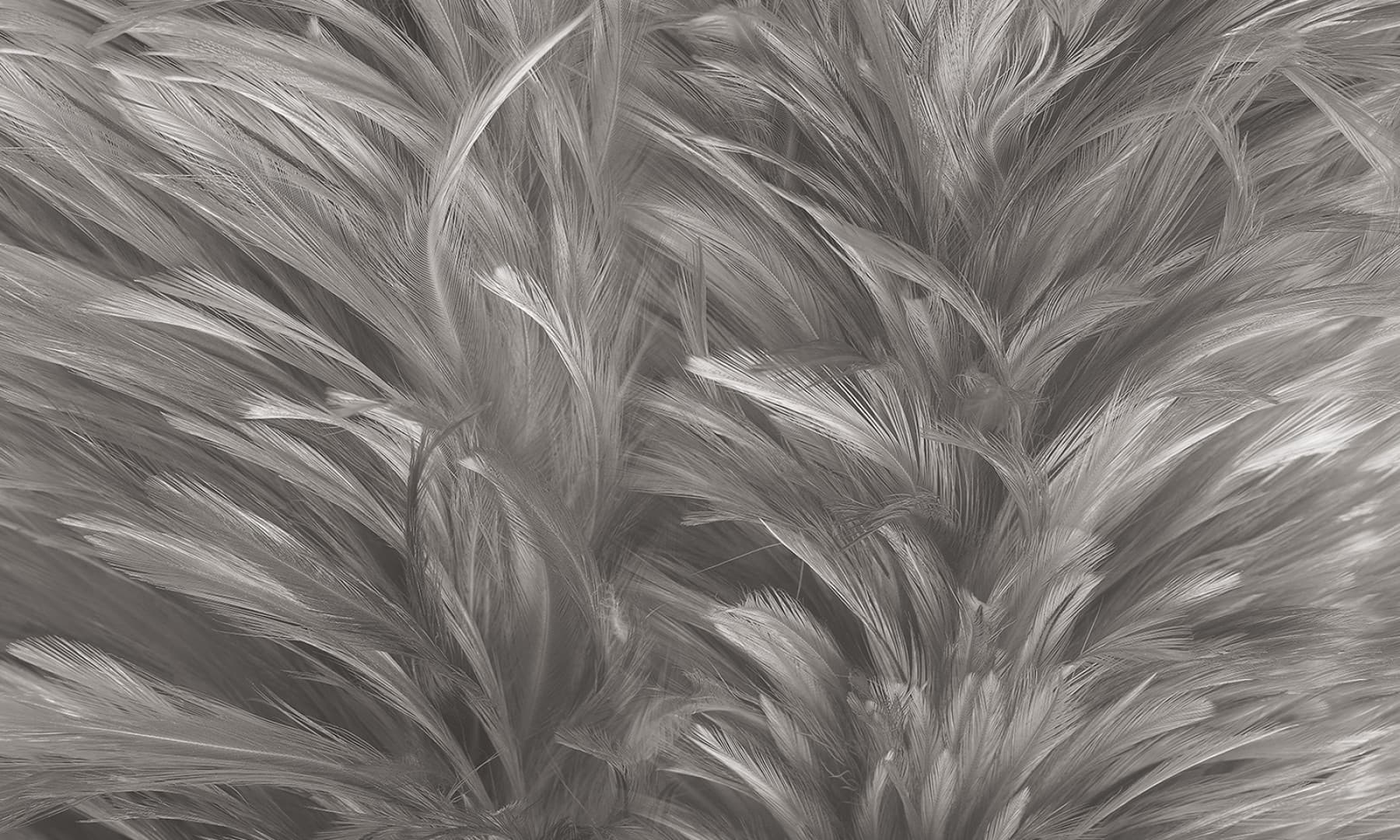 Papier peint Soft touch